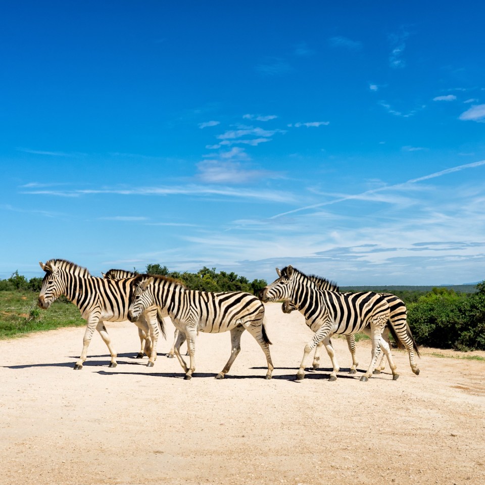 Safari- und Naturerlebnisse entlang der Garden Route in der Kleingruppe